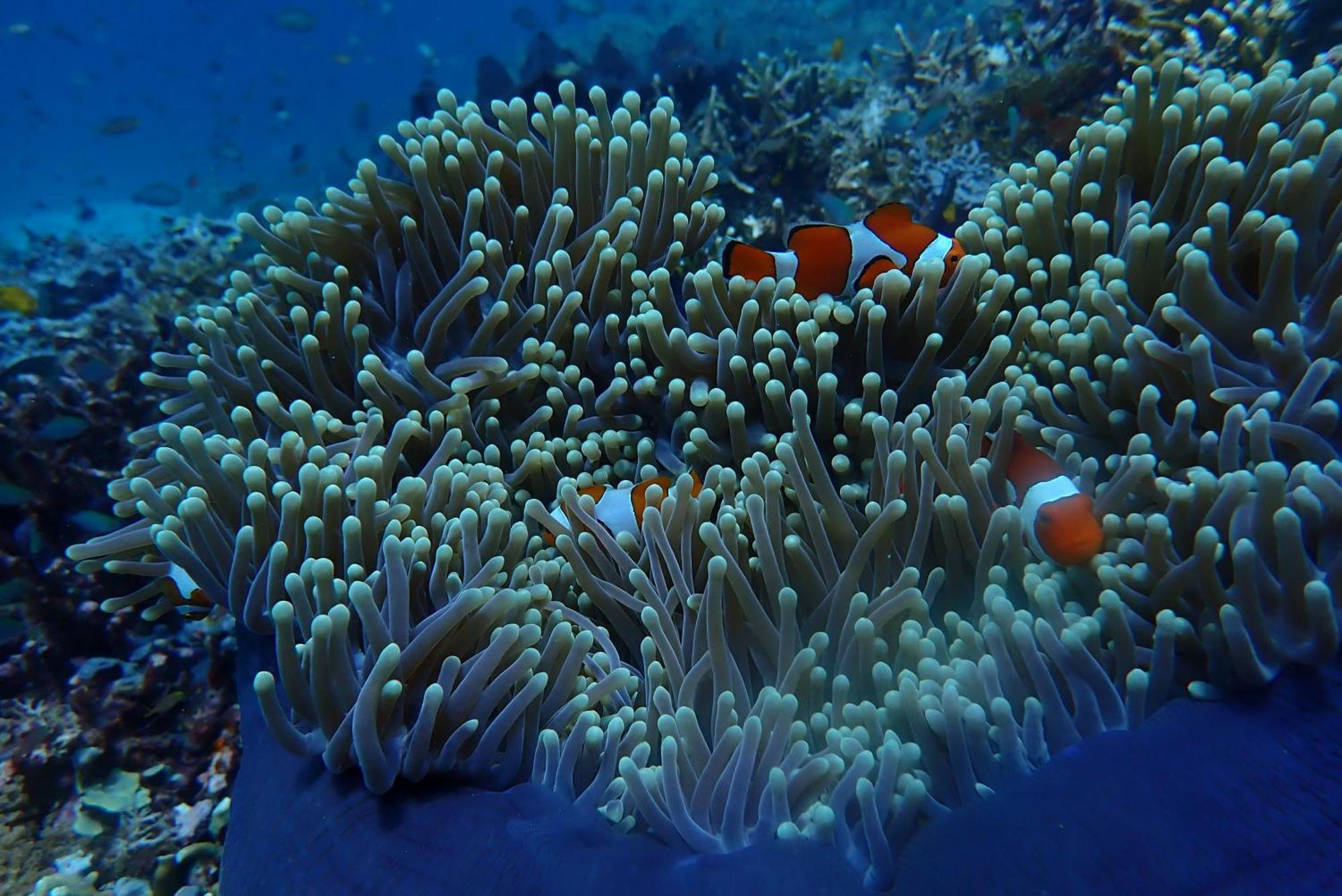 Wai Resort - Raja Ampat Pulau Birie Exterior foto